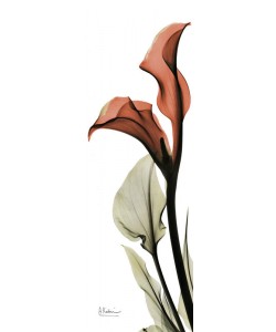 Albert Koetsier, SOFT CALLA RED II