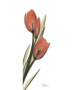 Albert Koetsier, SOFT TULIP