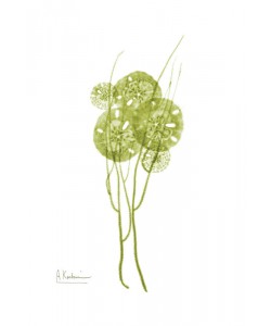 Albert Koetsier, SEA GRASS GREEN III