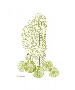 Albert Koetsier, SEA GRASS GREEN I
