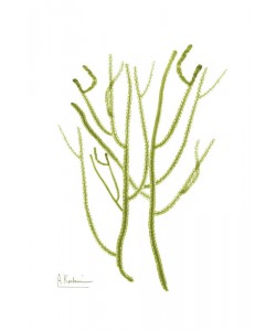 Albert Koetsier, SEA GRASS GREEN II