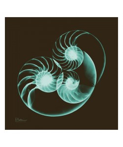 Albert Koetsier, SEPIA NAUTILUS I
