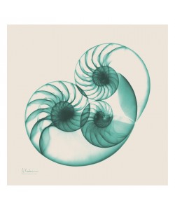 Albert Koetsier, SEPIA NAUTILUS II