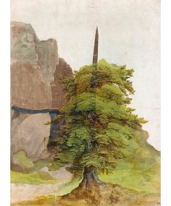 Albrecht Dürer, Baum. Um 1506
