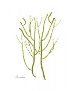 Albert Koetsier, SEA GRASS GREEN II