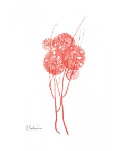 Albert Koetsier, SEA GRASS RED III