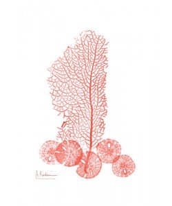 Albert Koetsier, SEA GRASS RED I