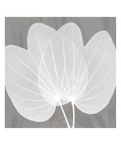 Albert Koetsier, GREY BEAUTY I