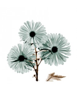 Albert Koetsier, CHRYSANTHEMUM IN LIGHT GREEN