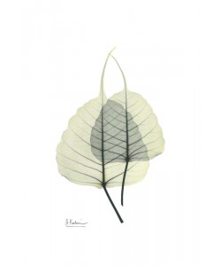 Albert Koetsier, GREEN EUCALYPTUS II