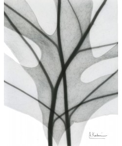 Albert Koetsier, LEAF IN BLACK II