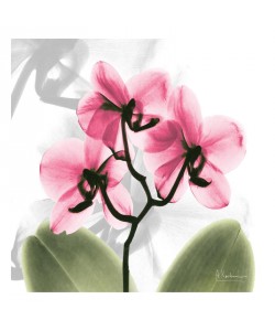 Albert Koetsier, ORCHID PINK