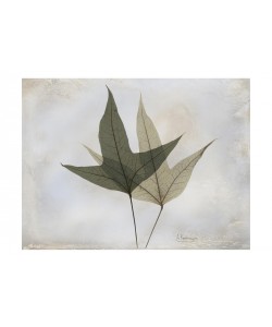 Albert Koetsier, GRAY LEAF II