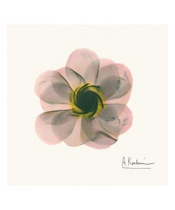 Albert Koetsier, PINK BLOSSOM I