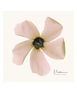 Albert Koetsier, PINK BLOSSOM II