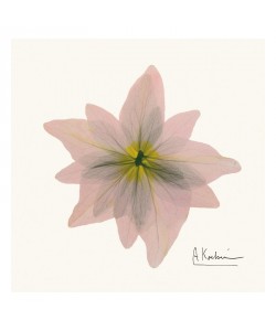 Albert Koetsier, PINK BLOSSOM III