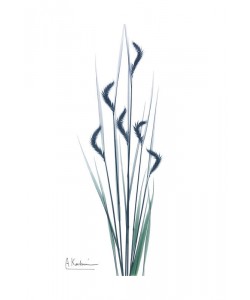 Albert Koetsier, WILD FLOWER III
