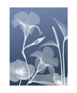 Albert Koetsier, FLORA BLUE I