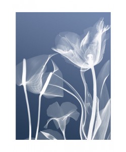 Albert Koetsier, FLORA BLUE II