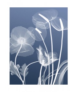 Albert Koetsier, FLORA BLUE III