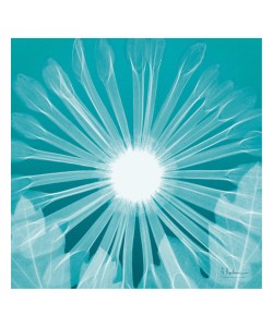 Albert Koetsier, CHRYSANTHEMUM IN AQUA