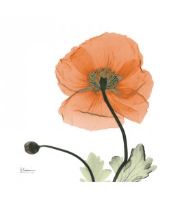 Albert Koetsier, POPPY IN ORANGE