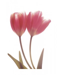 Albert Koetsier, MAGENTA TULIP I