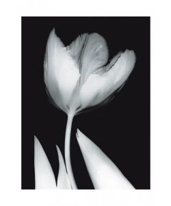 Albert Koetsier, TULIP I