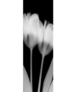 Albert Koetsier, TULIP IV