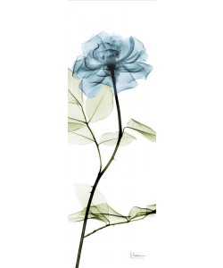 Albert Koetsier, LONG FLOWERS IN BLUE II