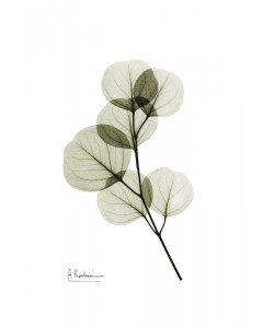 Albert Koetsier, GREEN EUCALYPTUS III