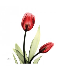 Albert Koetsier, TULIP MIX QUARTET III