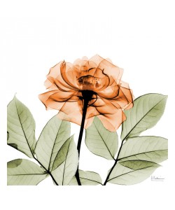 Albert Koetsier, FLOWERS IN ORANGE I