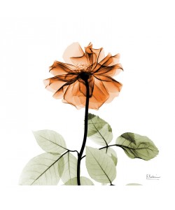 Albert Koetsier, FLOWERS IN ORANGE II