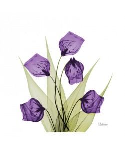 Albert Koetsier, SANDERSONIA PURPLE