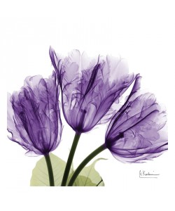 Albert Koetsier, FLOWERS IN PURPLE I