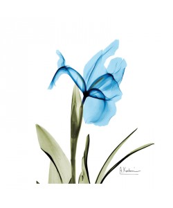 Albert Koetsier, BLUE TONE II