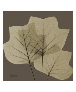 Albert Koetsier, LEAF BROWN V