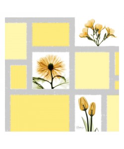 Albert Koetsier, CALM YELLOW II