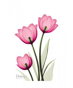 Albert Koetsier, THREE TULIPS II