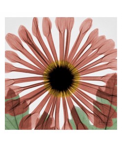 Albert Koetsier, CHRYSANTHEMUM IN RED