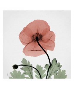 Albert Koetsier, POPPY IN PINK