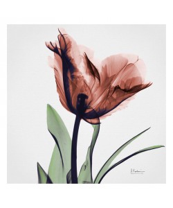 Albert Koetsier, FLOWERS IN PINK I