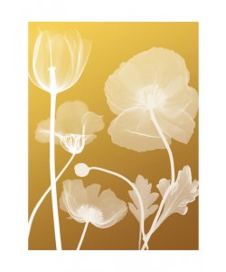 Albert Koetsier, FLORA YELLOW III