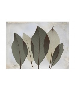 Leinwandbild, Albert Koetsier, GRAY LEAF III, Seiten gespiegelt