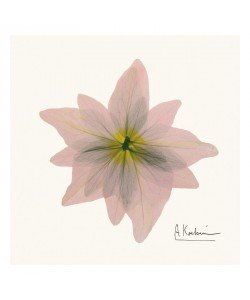 Albert Koetsier, PINK BLOSSOM III