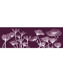 Albert Koetsier, FLORA PANEL PURPLE