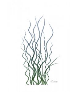 Albert Koetsier, CORKSCREW RUSH III