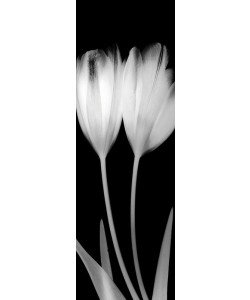 Albert Koetsier, TULIP III