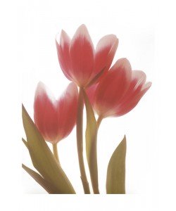 Albert Koetsier, MAGENTA TULIP II